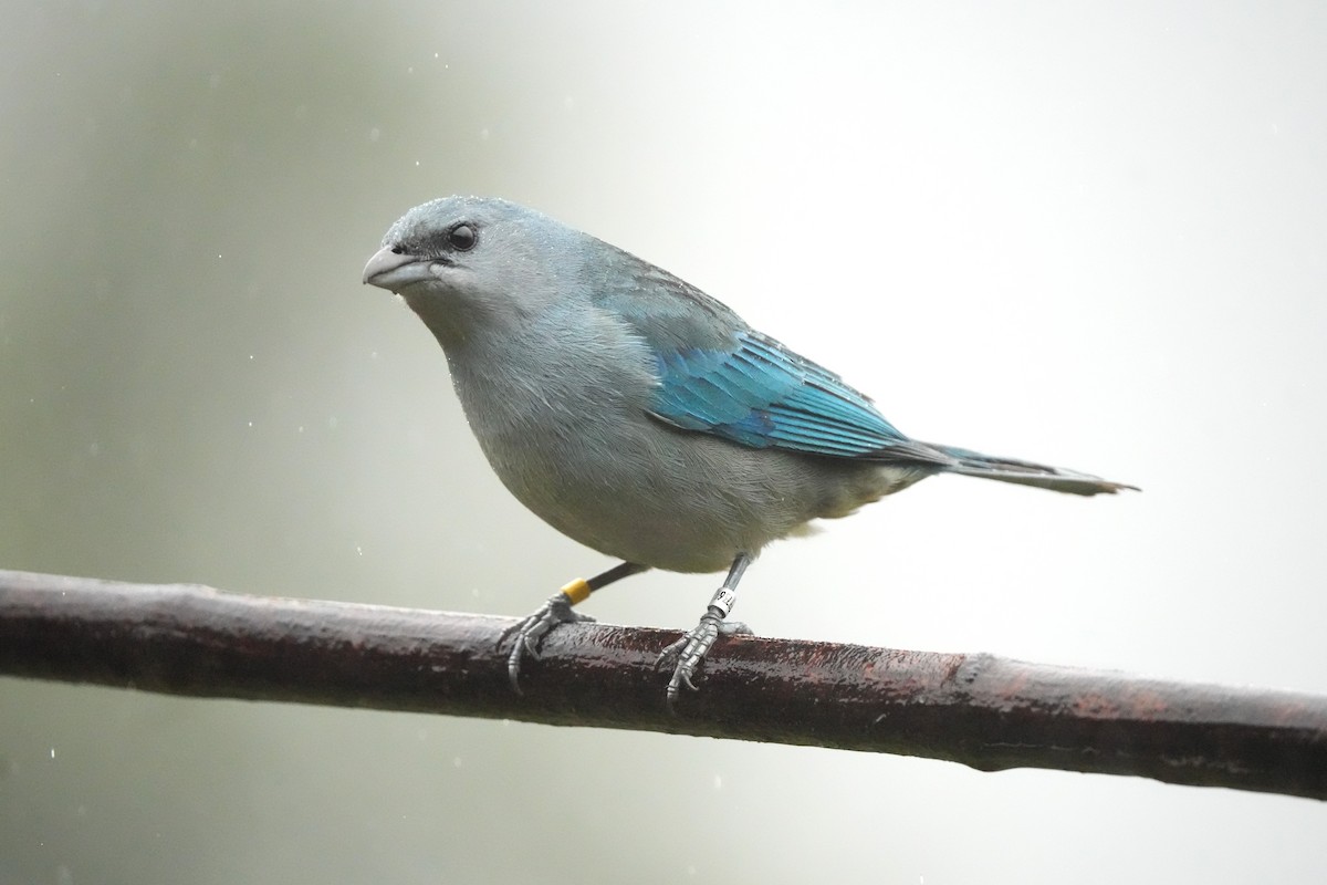 Azure-shouldered Tanager - ML643910434
