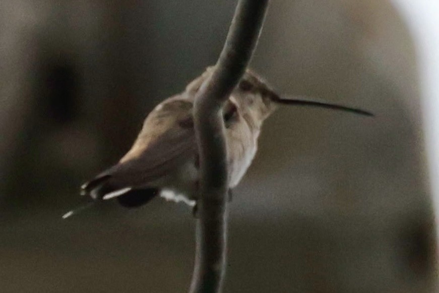 Oasis Hummingbird - ML643910452