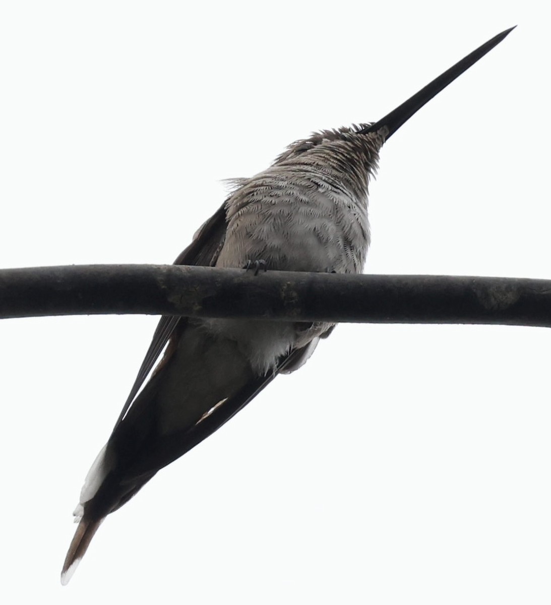 Oasis Hummingbird - ML643910453