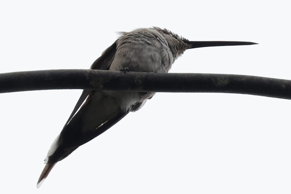 Oasis Hummingbird - ML643910454