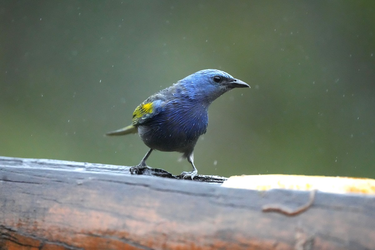 Golden-chevroned Tanager - ML643910461
