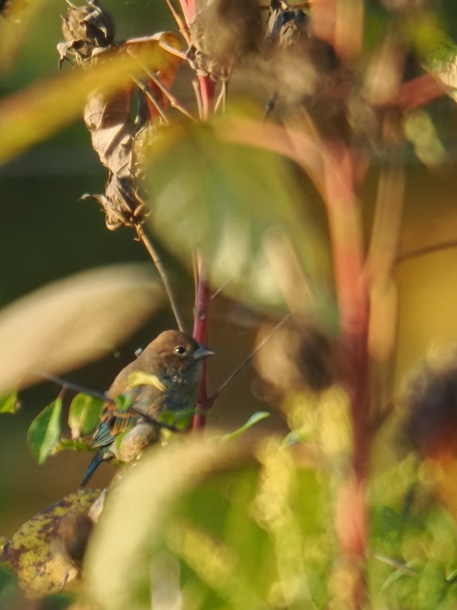 Indigo Bunting - ML643910486