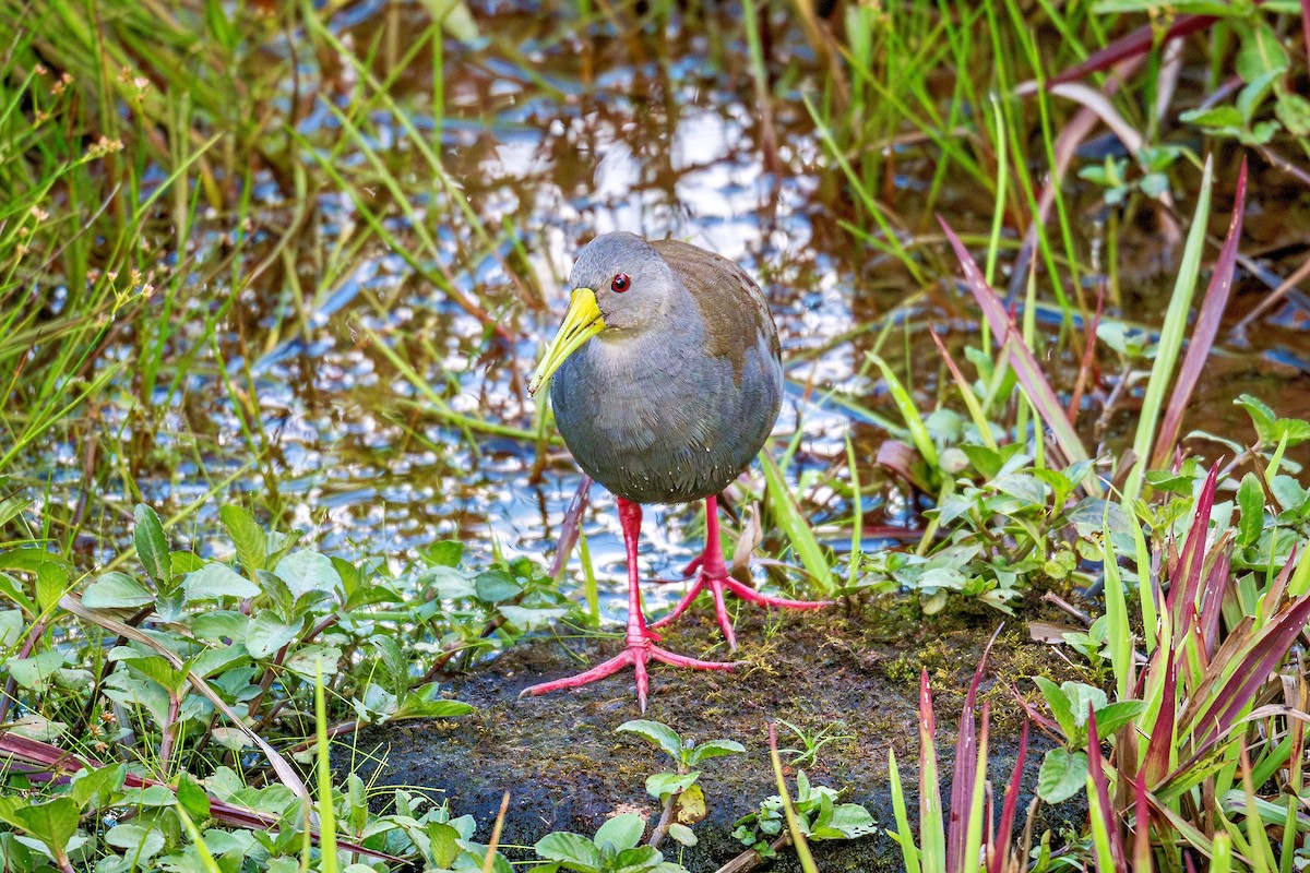キタハイイロクイナ - ML643910487