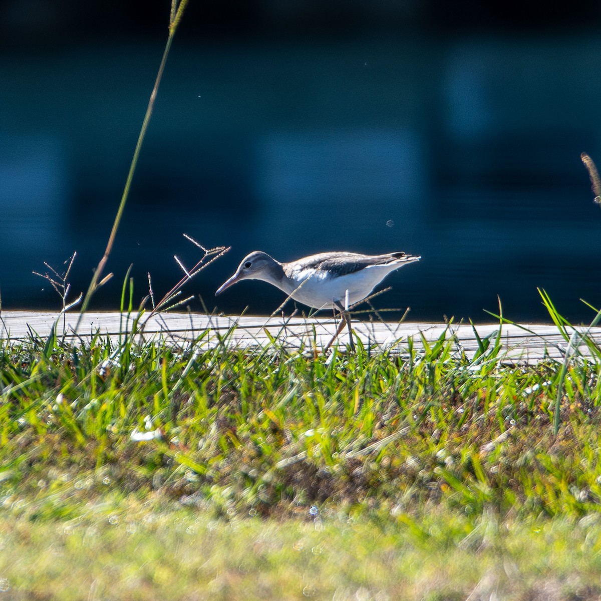 Spotted Sandpiper - ML643910489