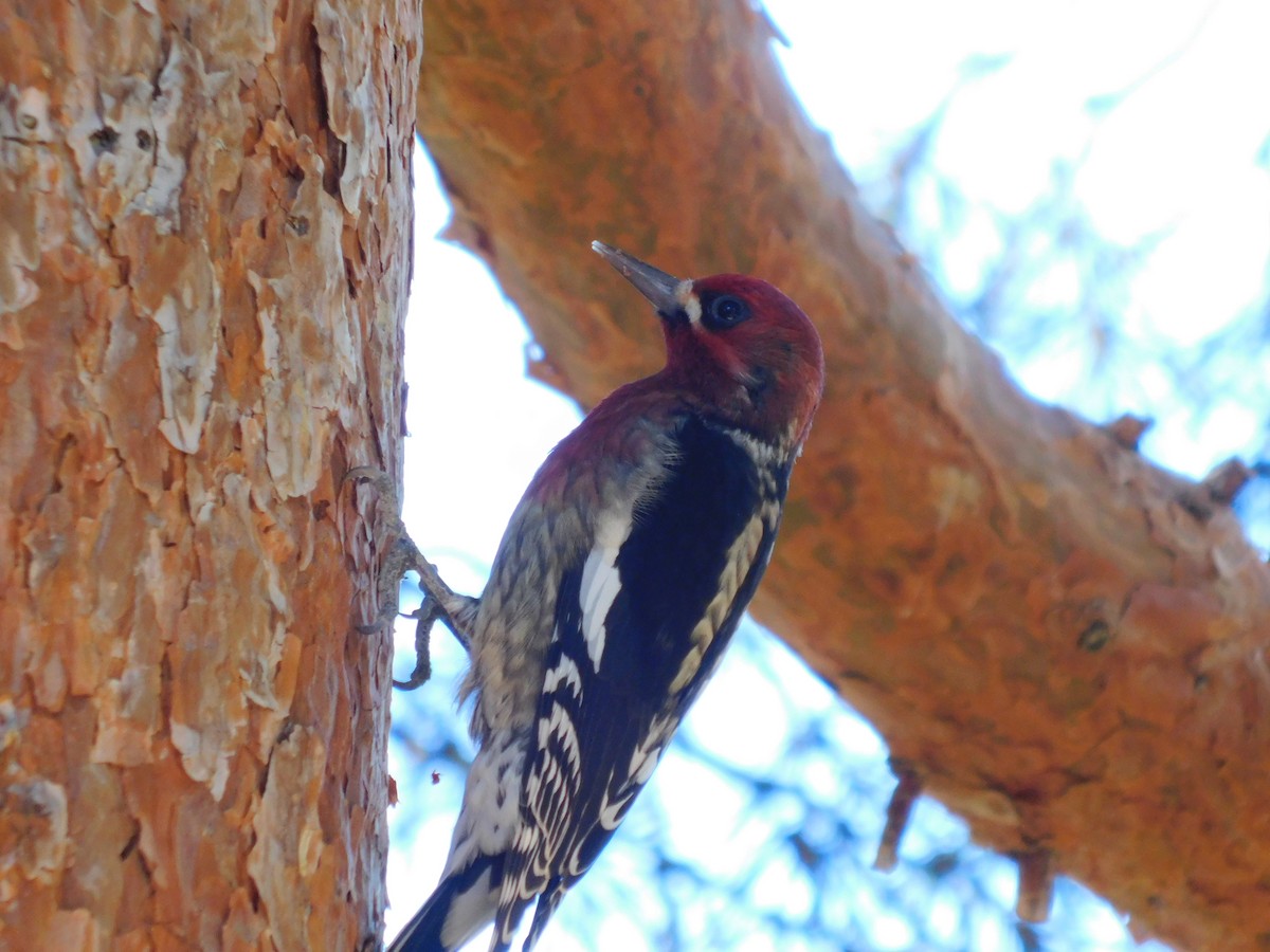 Red-breasted Sapsucker - ML643910490
