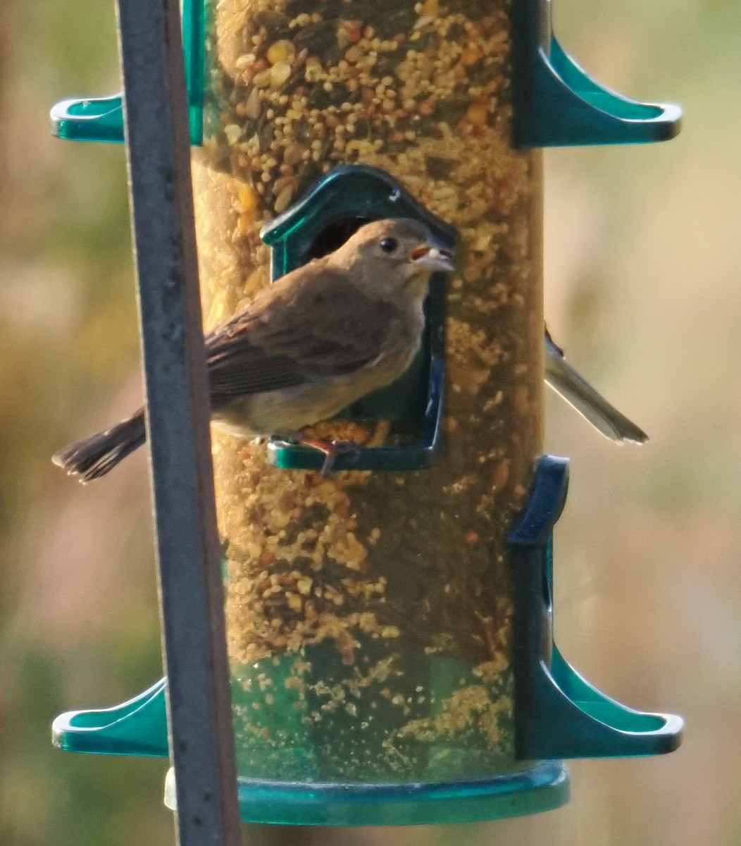 Indigo Bunting - ML643910507