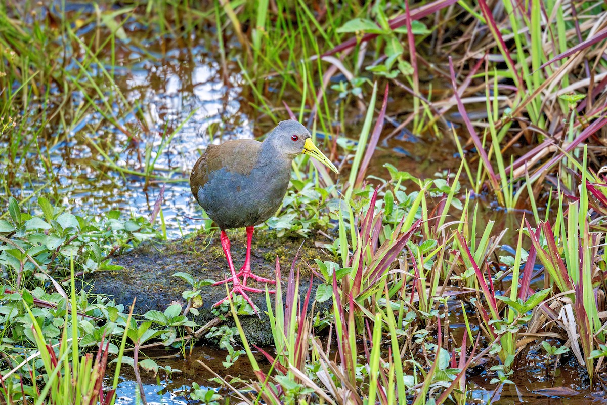 キタハイイロクイナ - ML643910513