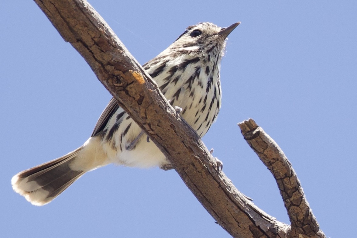 Speckled Warbler - ML643910522