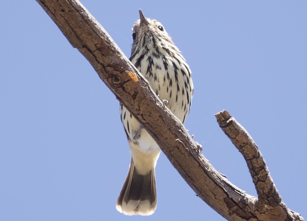 Speckled Warbler - ML643910523