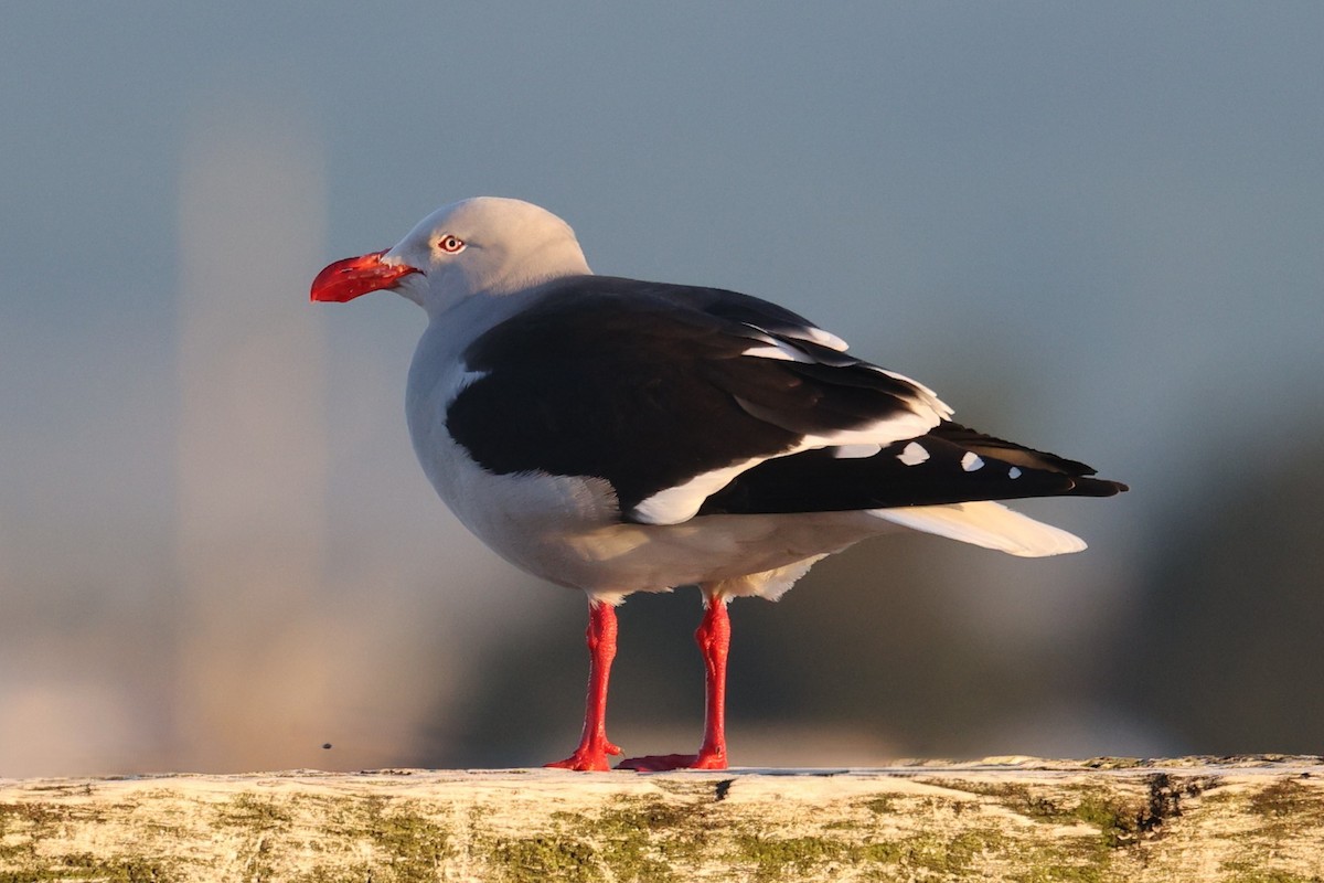 racek magellanský - ML643910524