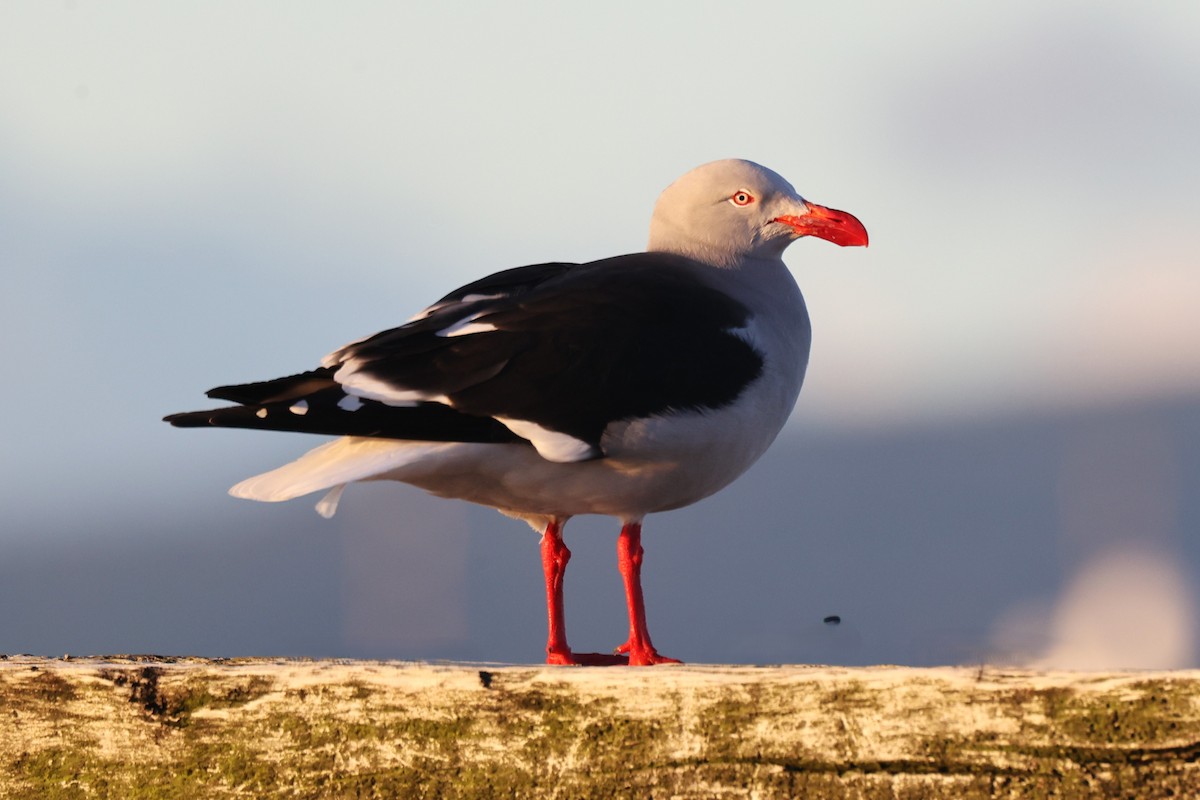 racek magellanský - ML643910525