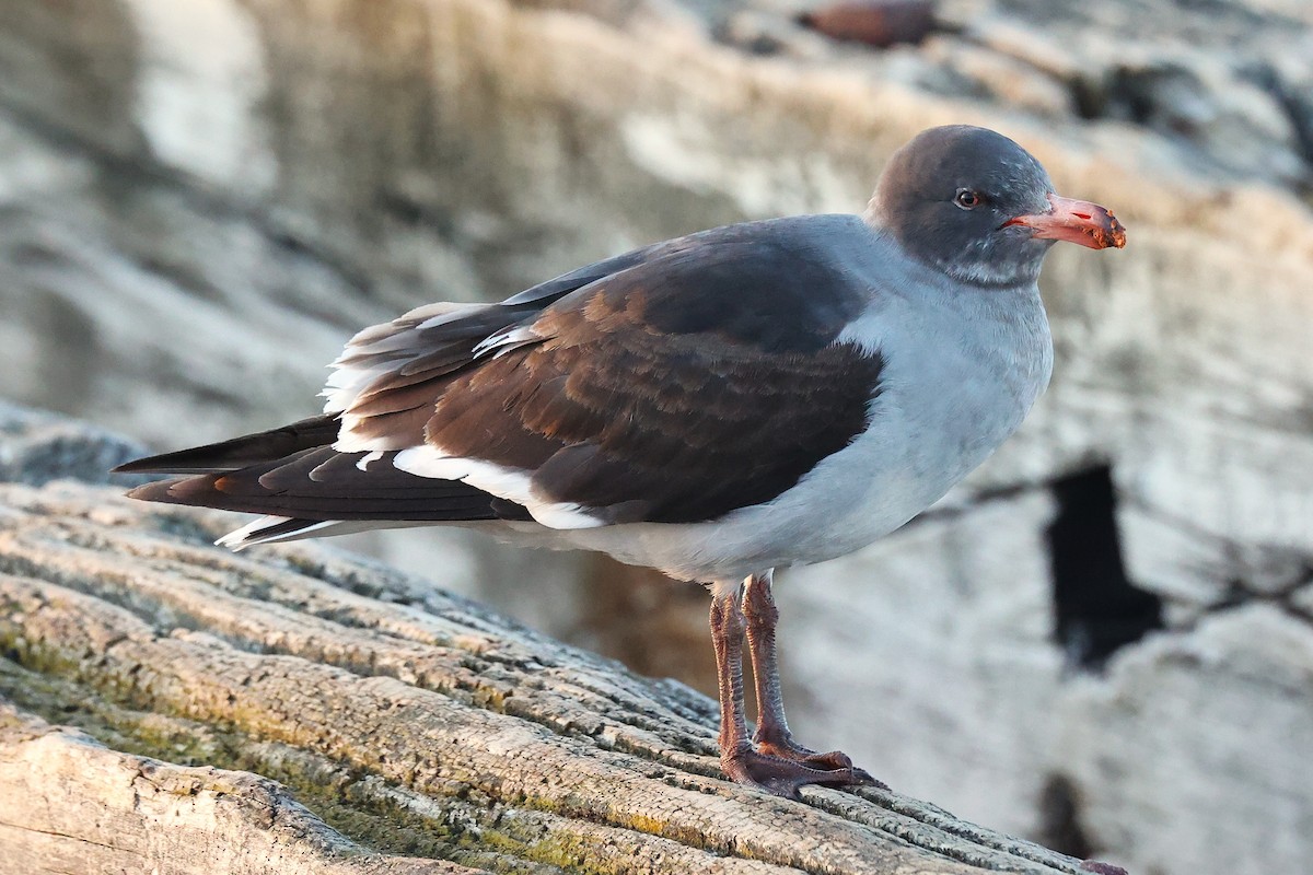 racek magellanský - ML643910526