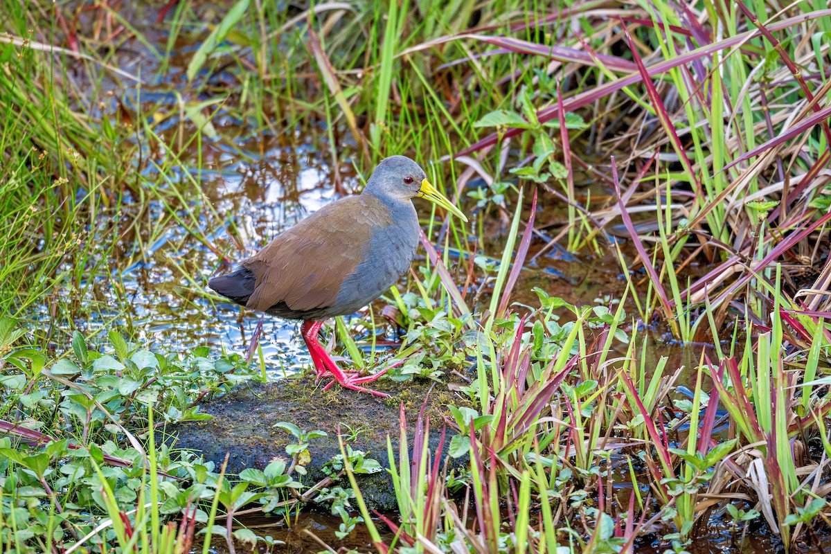 キタハイイロクイナ - ML643910528