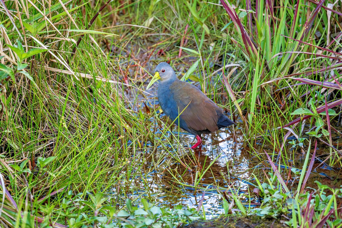 キタハイイロクイナ - ML643910542