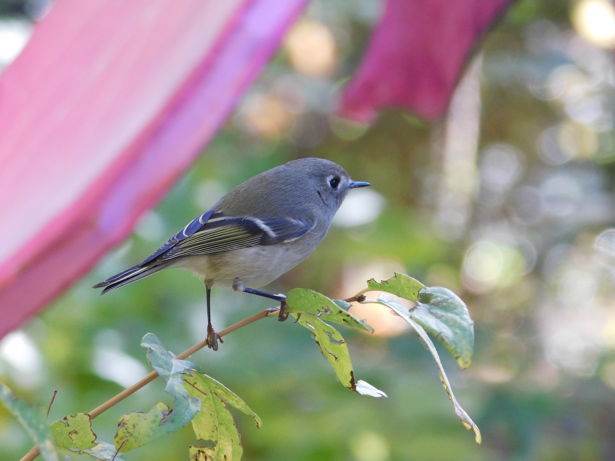 Ruby-crowned Kinglet - ML643910548