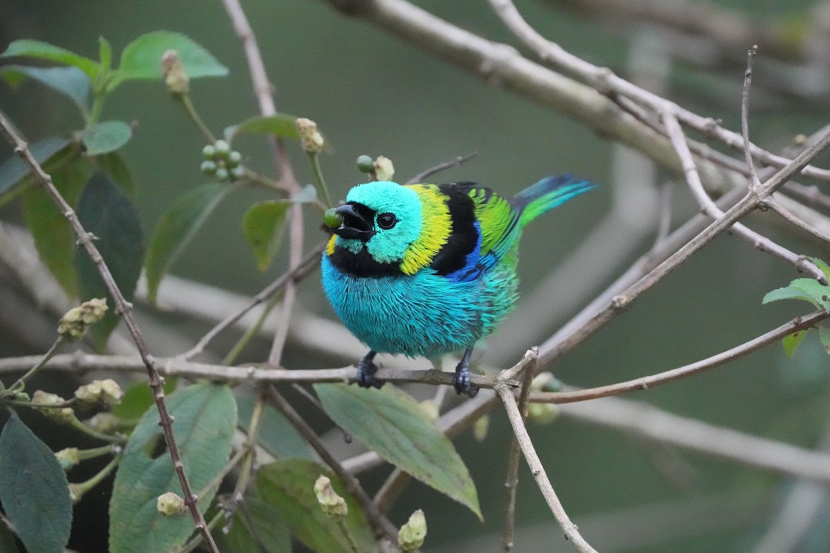 Green-headed Tanager - ML643910560