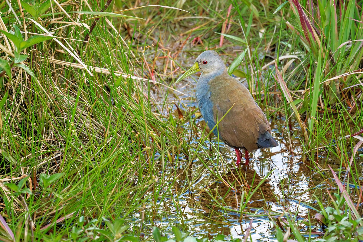 キタハイイロクイナ - ML643910563