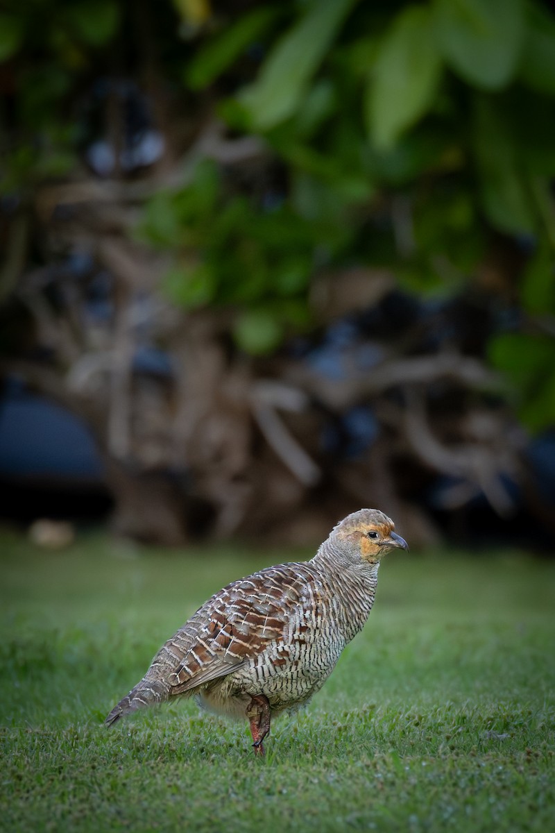 Gray Francolin - ML643910576