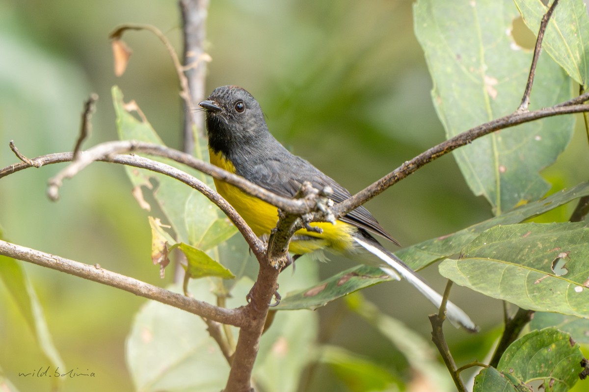 Slate-throated Redstart - ML643910582