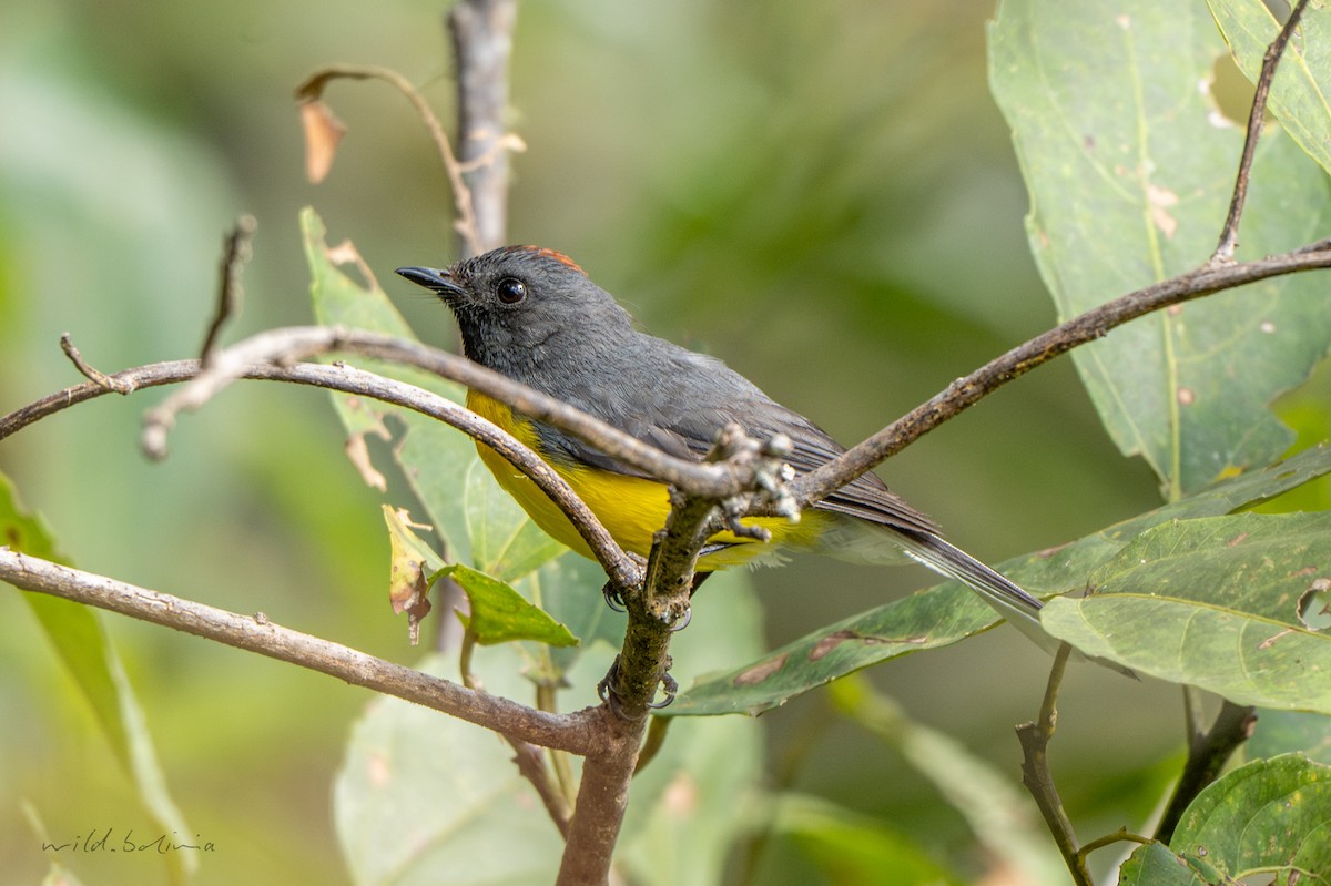 Slate-throated Redstart - ML643910583