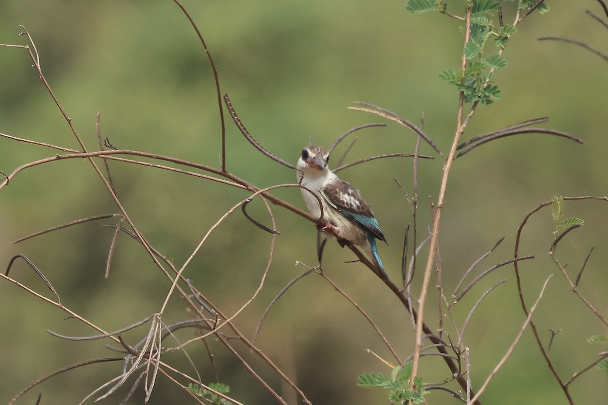 Striped Kingfisher - ML643910587