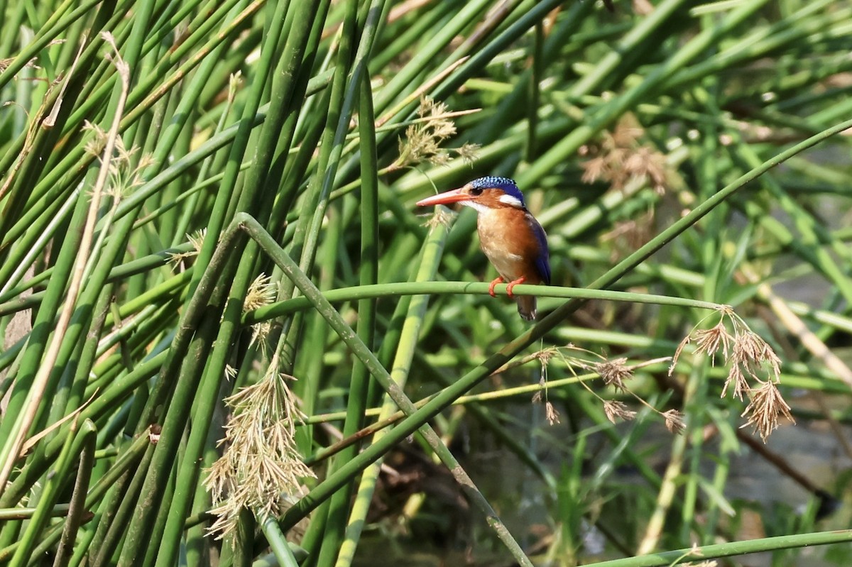 Malachite Kingfisher - ML643910591