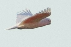Pink Cockatoo - ML643910608
