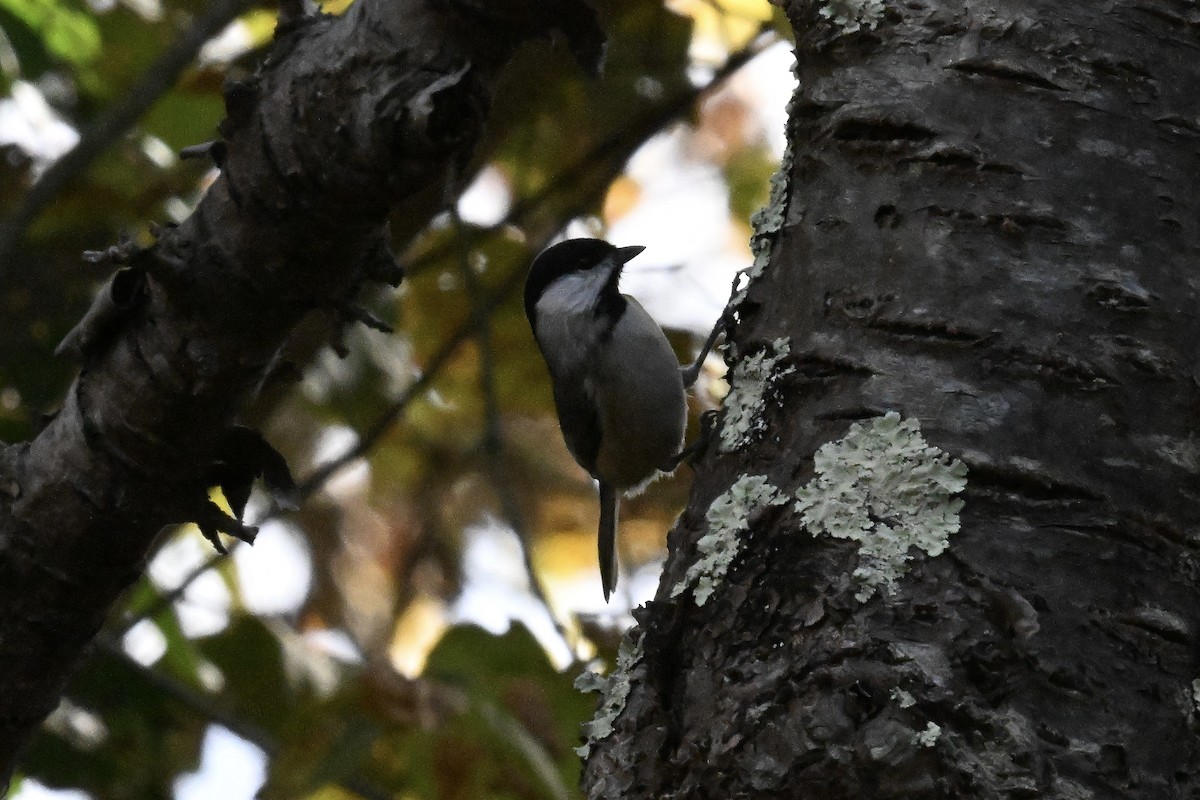 Carolina Chickadee - ML643910609