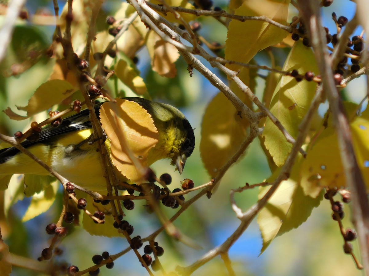 Lesser Goldfinch - ML643910621