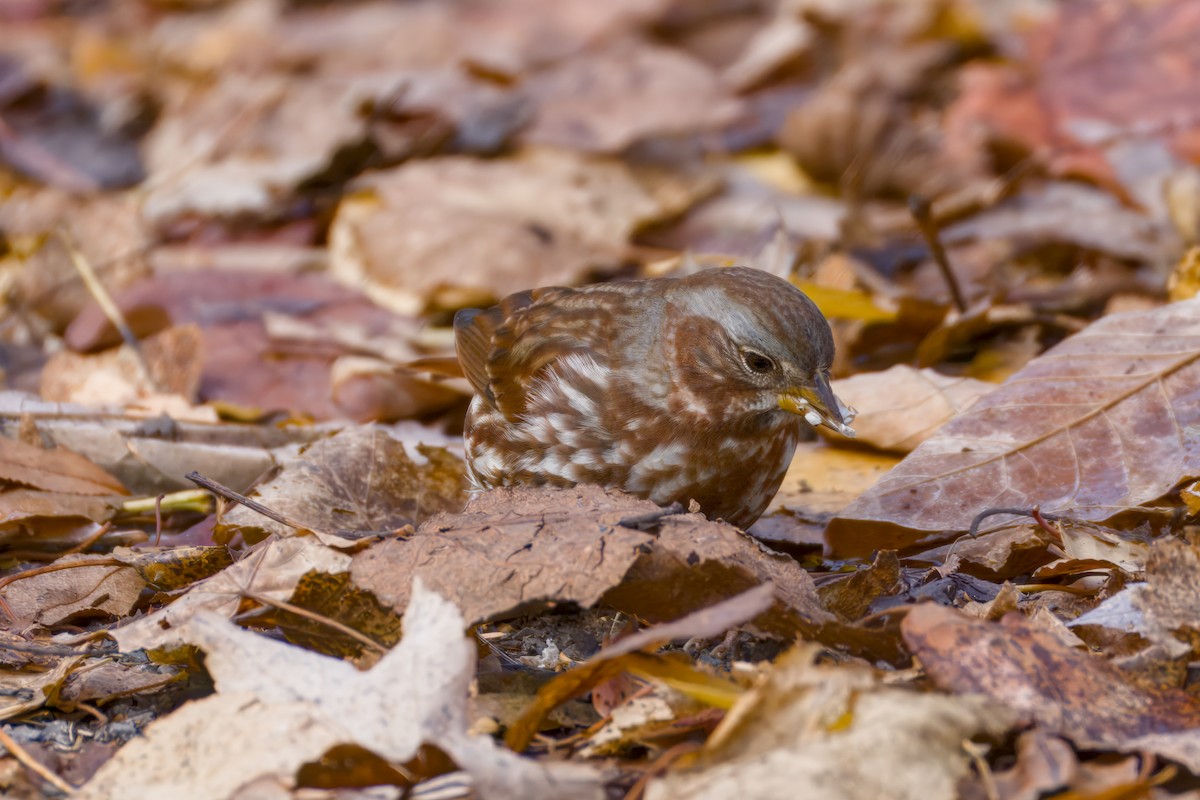 Fox Sparrow - ML643910638