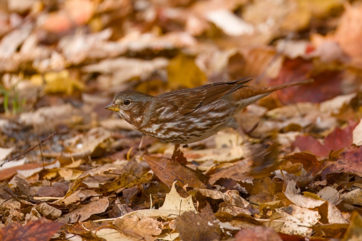 Fox Sparrow - ML643910639