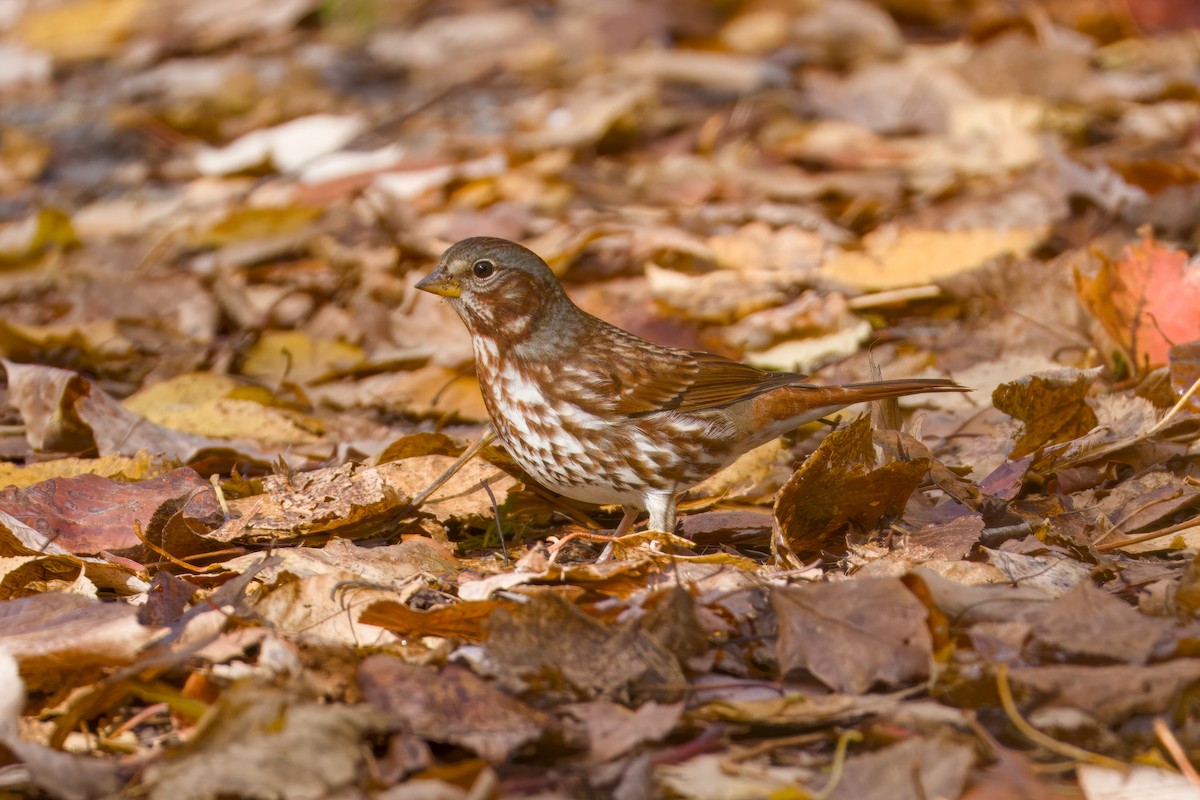 Fox Sparrow - ML643910641