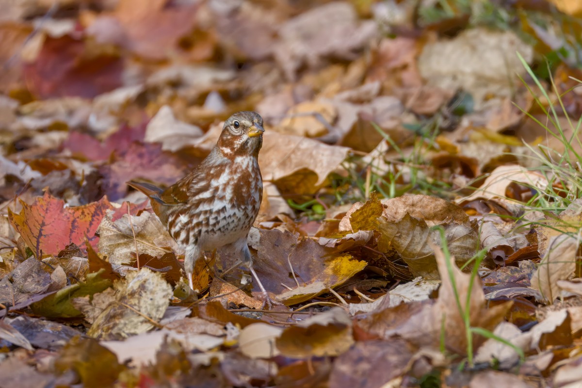 Fox Sparrow - ML643910642