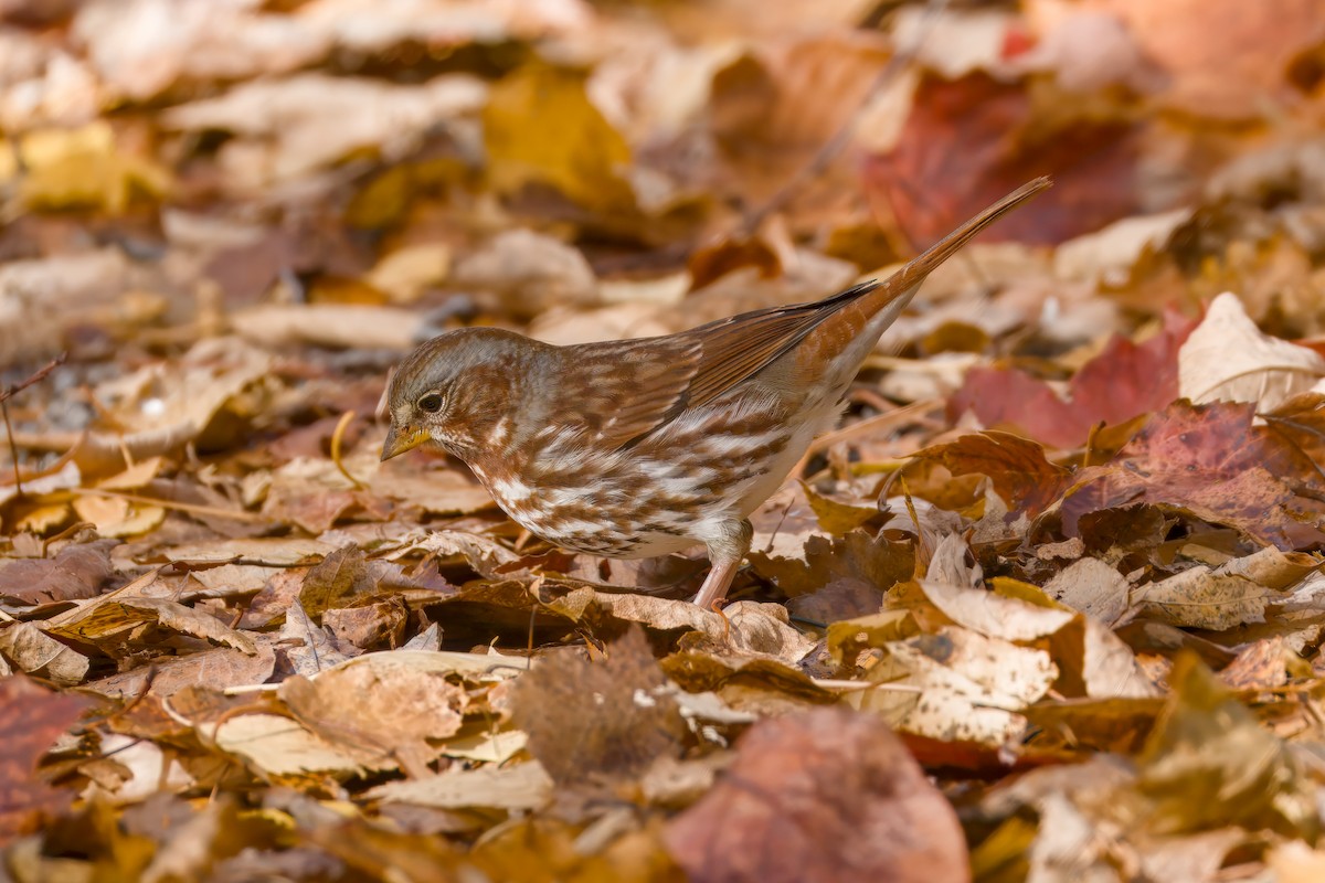 Fox Sparrow - ML643910644