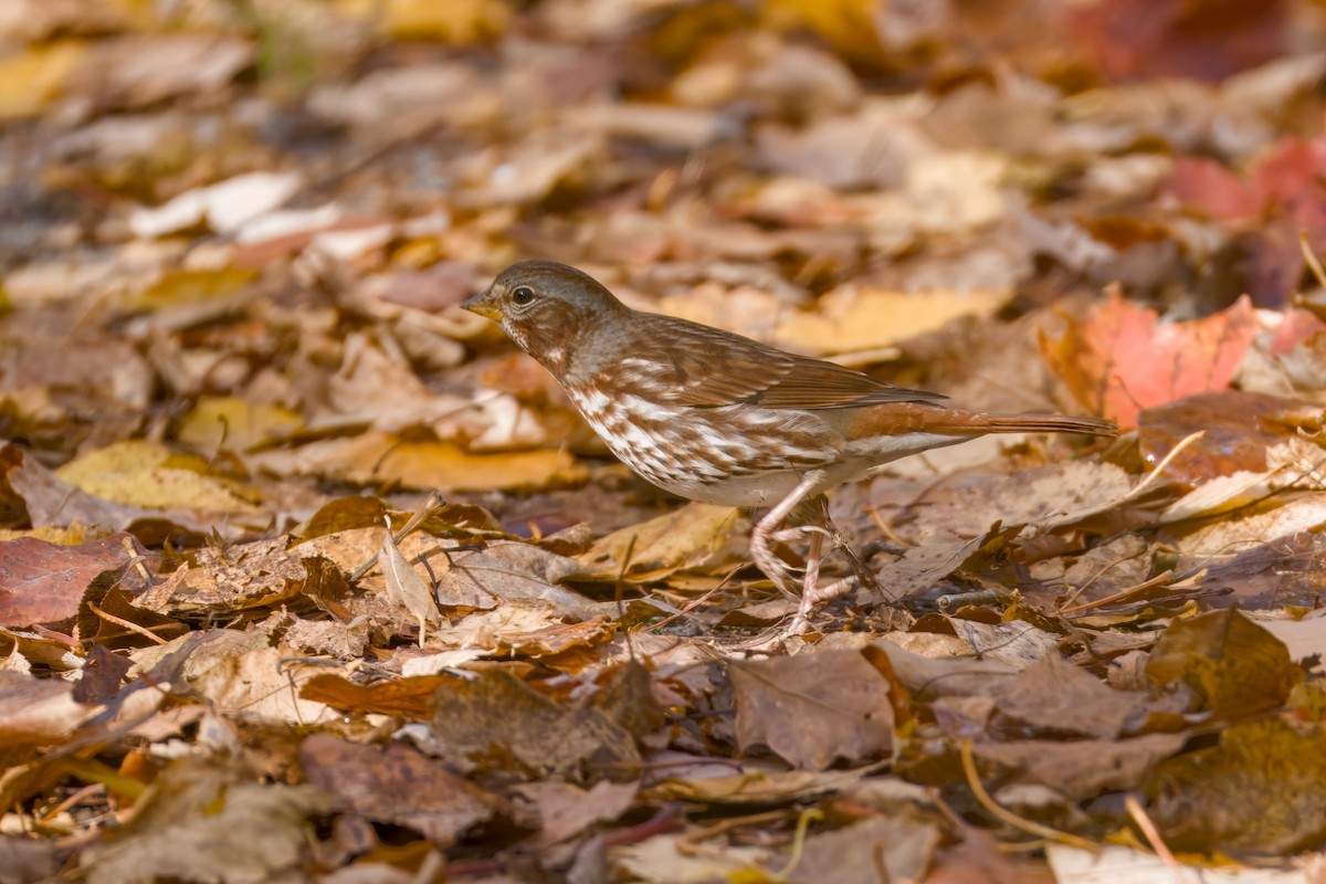 Fox Sparrow - ML643910645