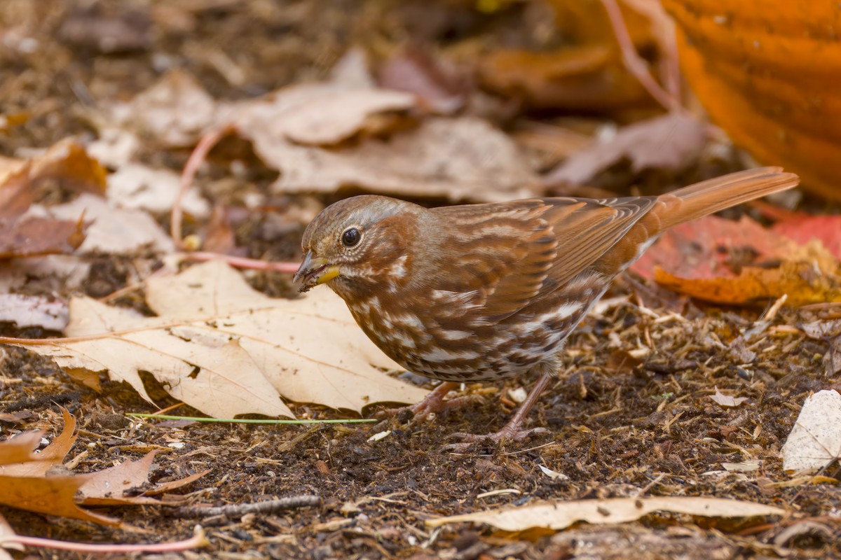 Fox Sparrow - ML643910649