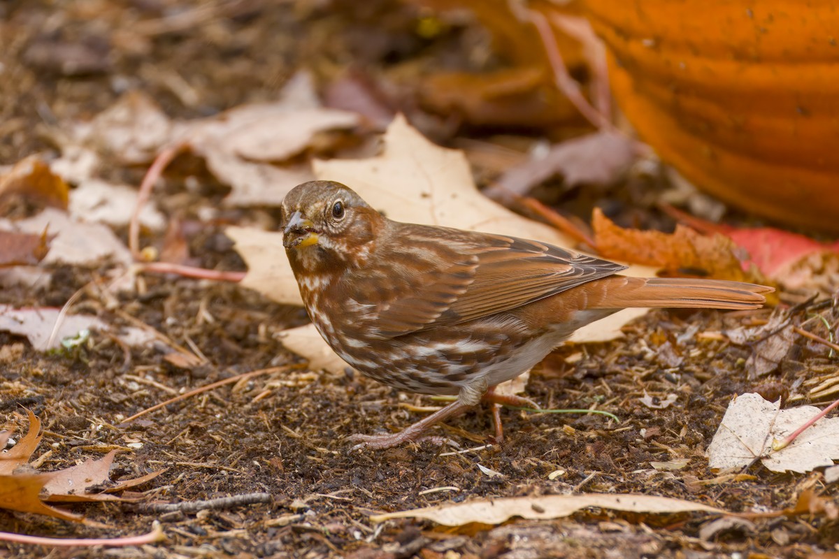 Fox Sparrow - ML643910650