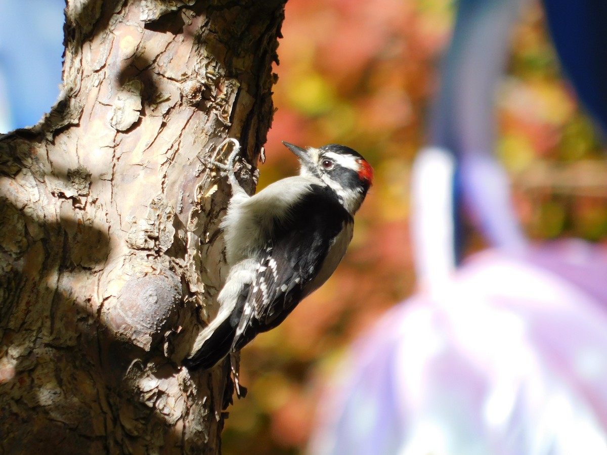 Downy Woodpecker - ML643910686
