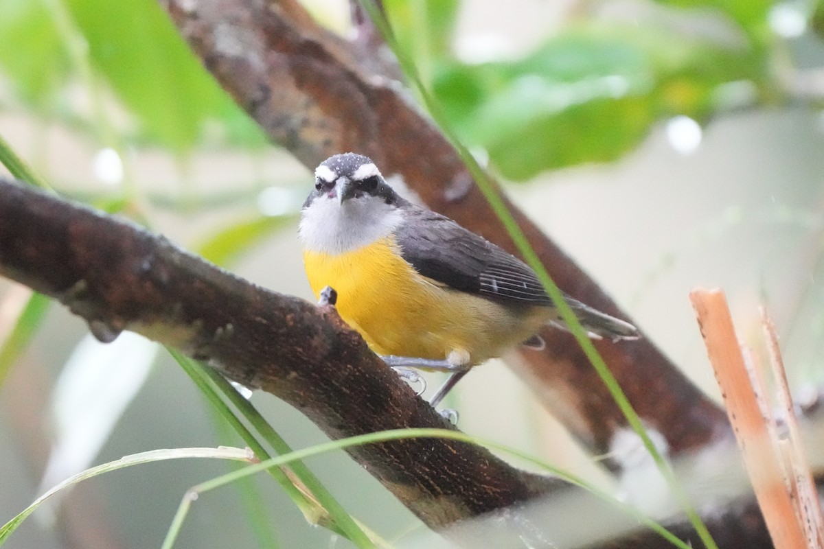 Bananaquit - ML643910687