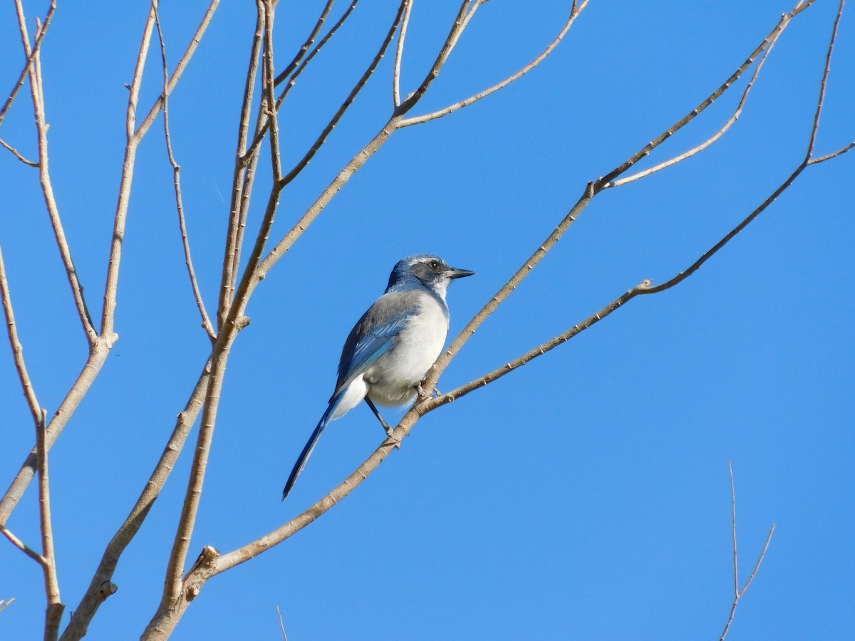 California Scrub-Jay - ML643910719