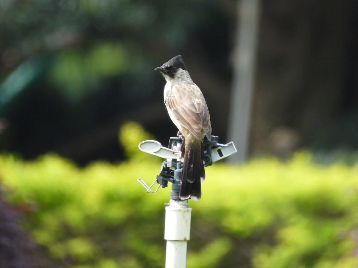 Bulbul Ventridorado - ML643910757