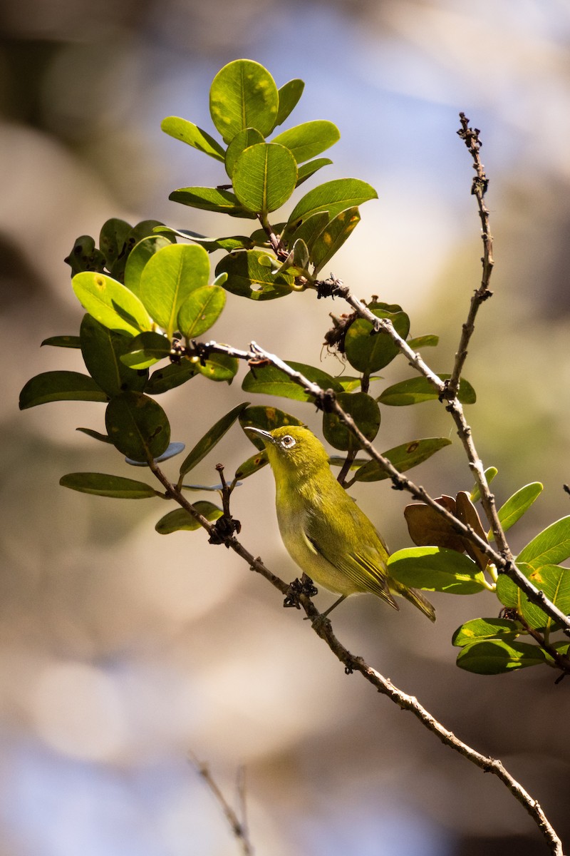 Warbling White-eye - ML643910759