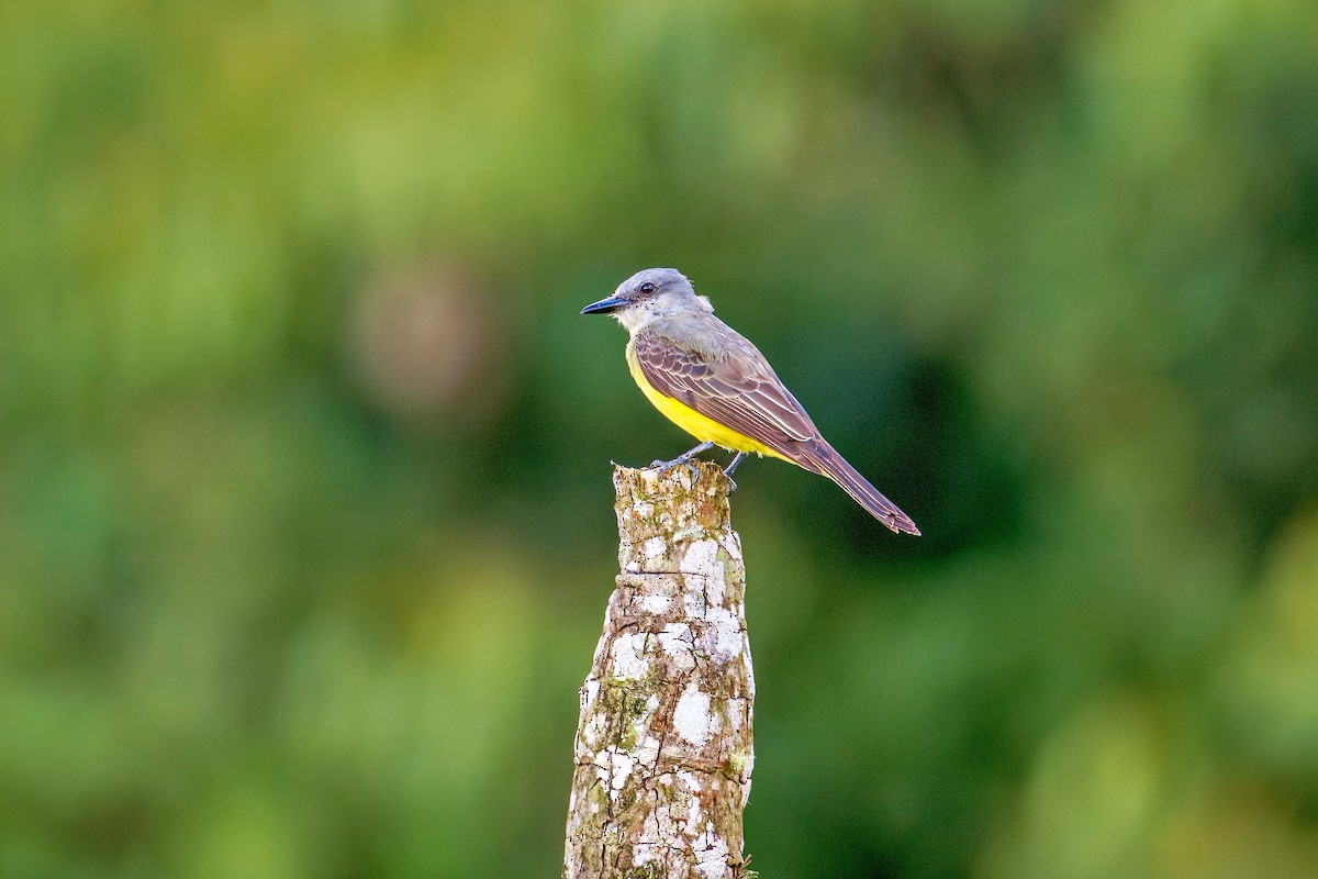 Tropical Kingbird - ML643910762