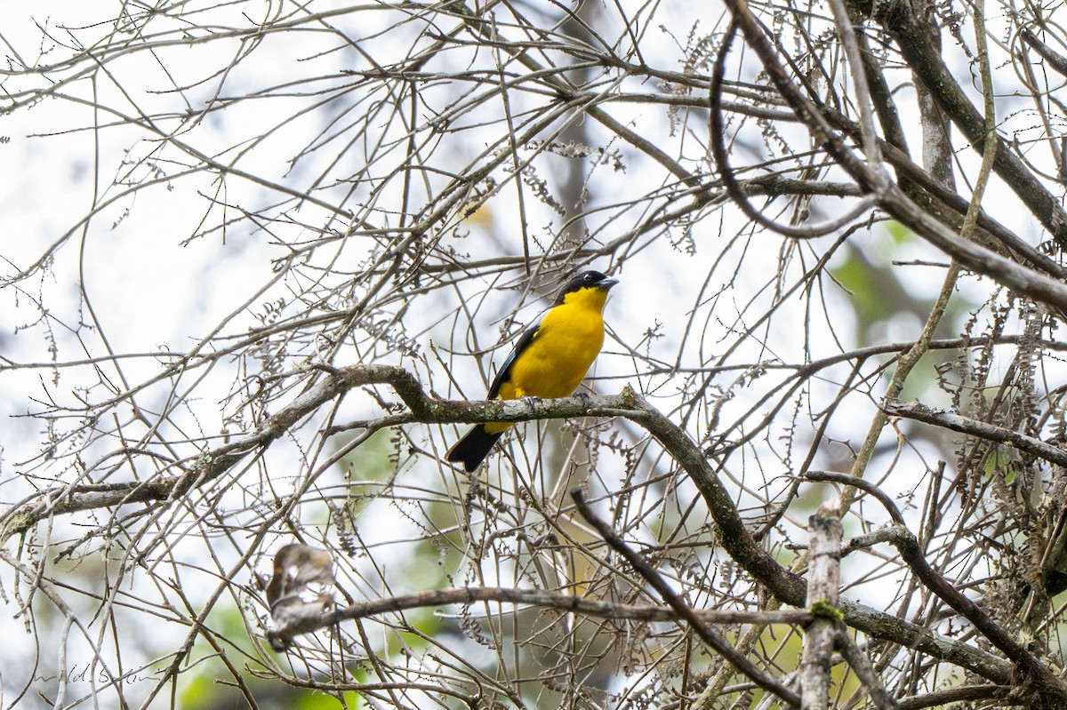 Blue-winged Mountain Tanager (Bolivian) - ML643910780