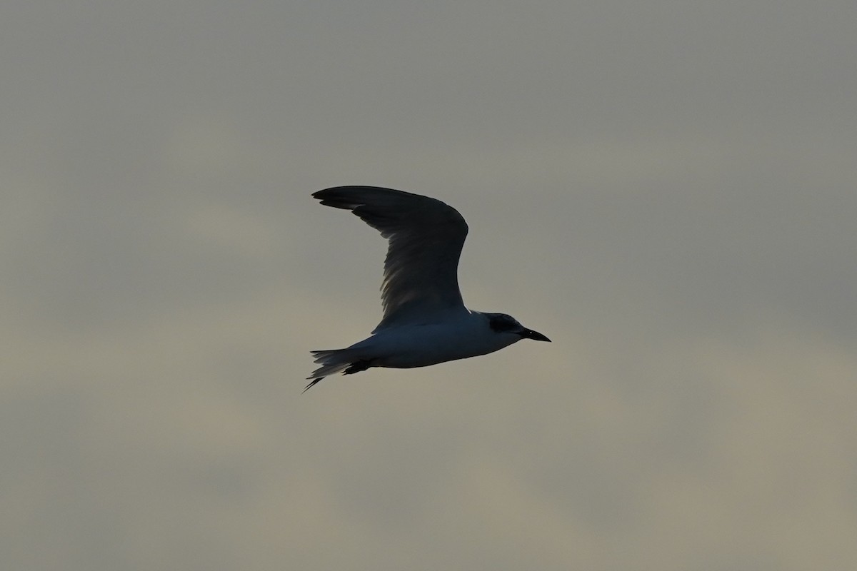 Australian Tern - ML643910805