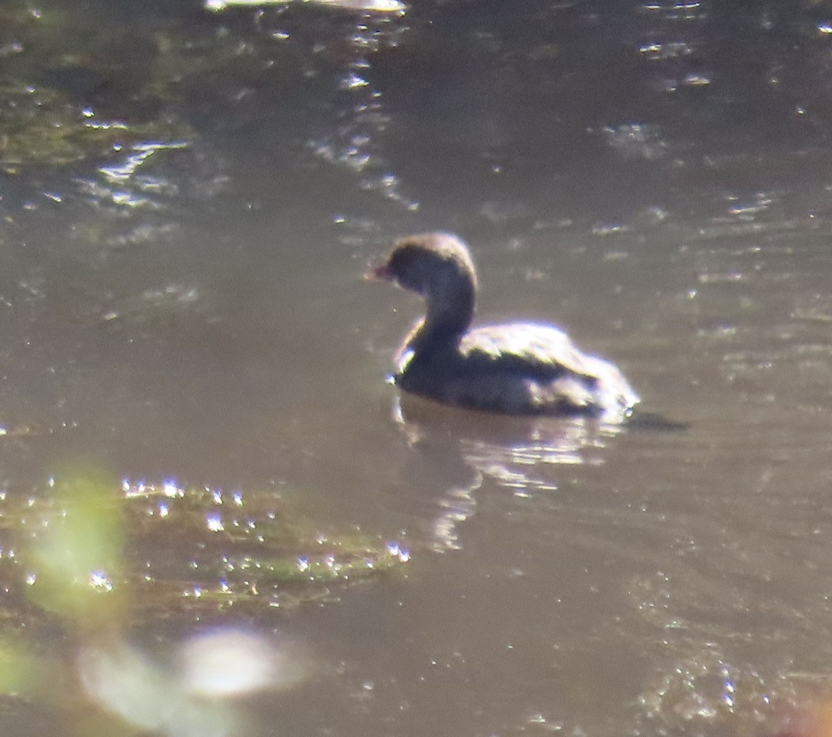 Pied-billed Grebe - ML643910811