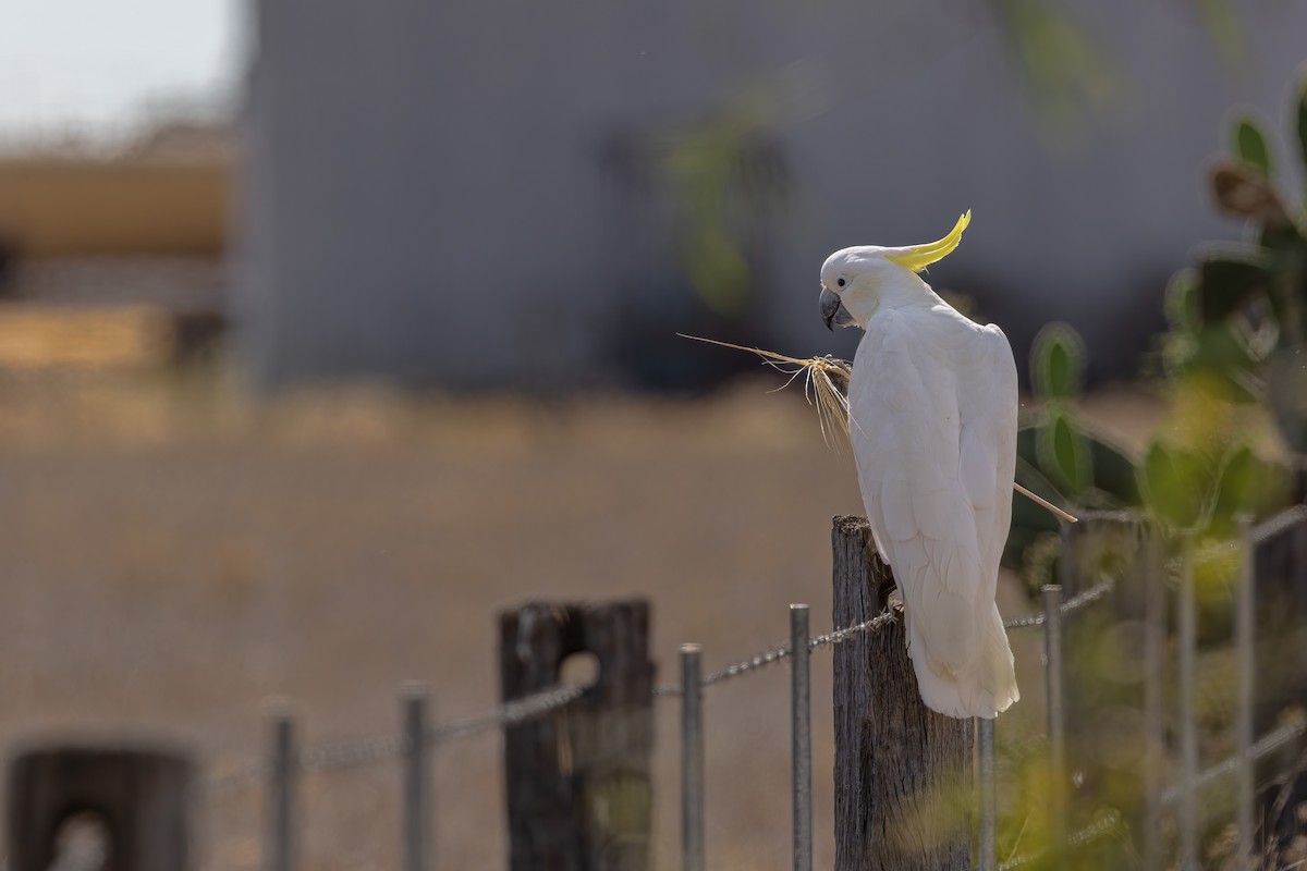 Gelbhaubenkakadu - ML643910812