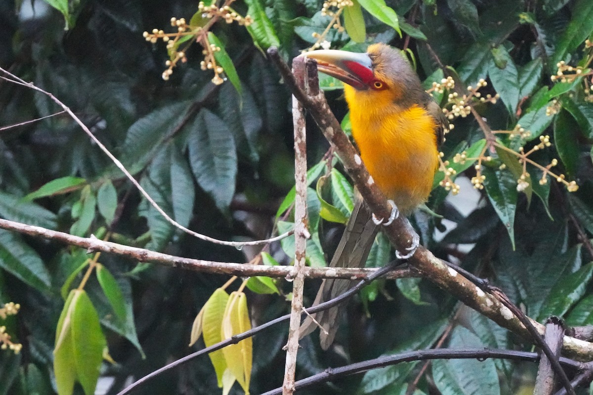 Saffron Toucanet - ML643910818