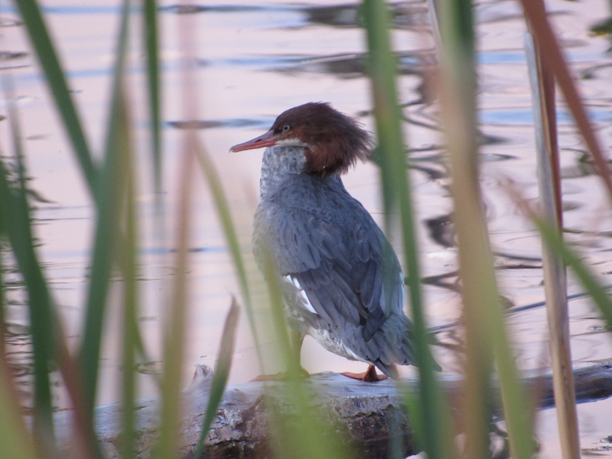 Common Merganser - ML643910827