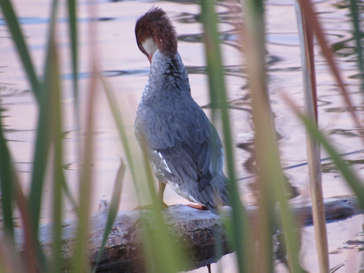 Common Merganser - ML643910828